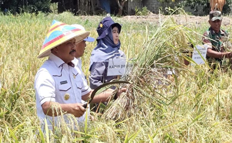 Pj. Bupati Boalemo Panen Perdana Padi GOGO