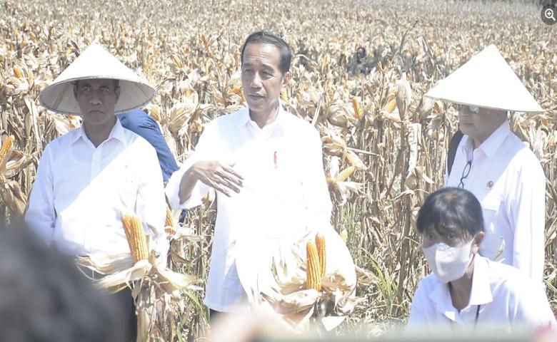 Panen Jagung di Boalemo, Presiden Jokowi Pastikan Produksi Jagung Meningkat
