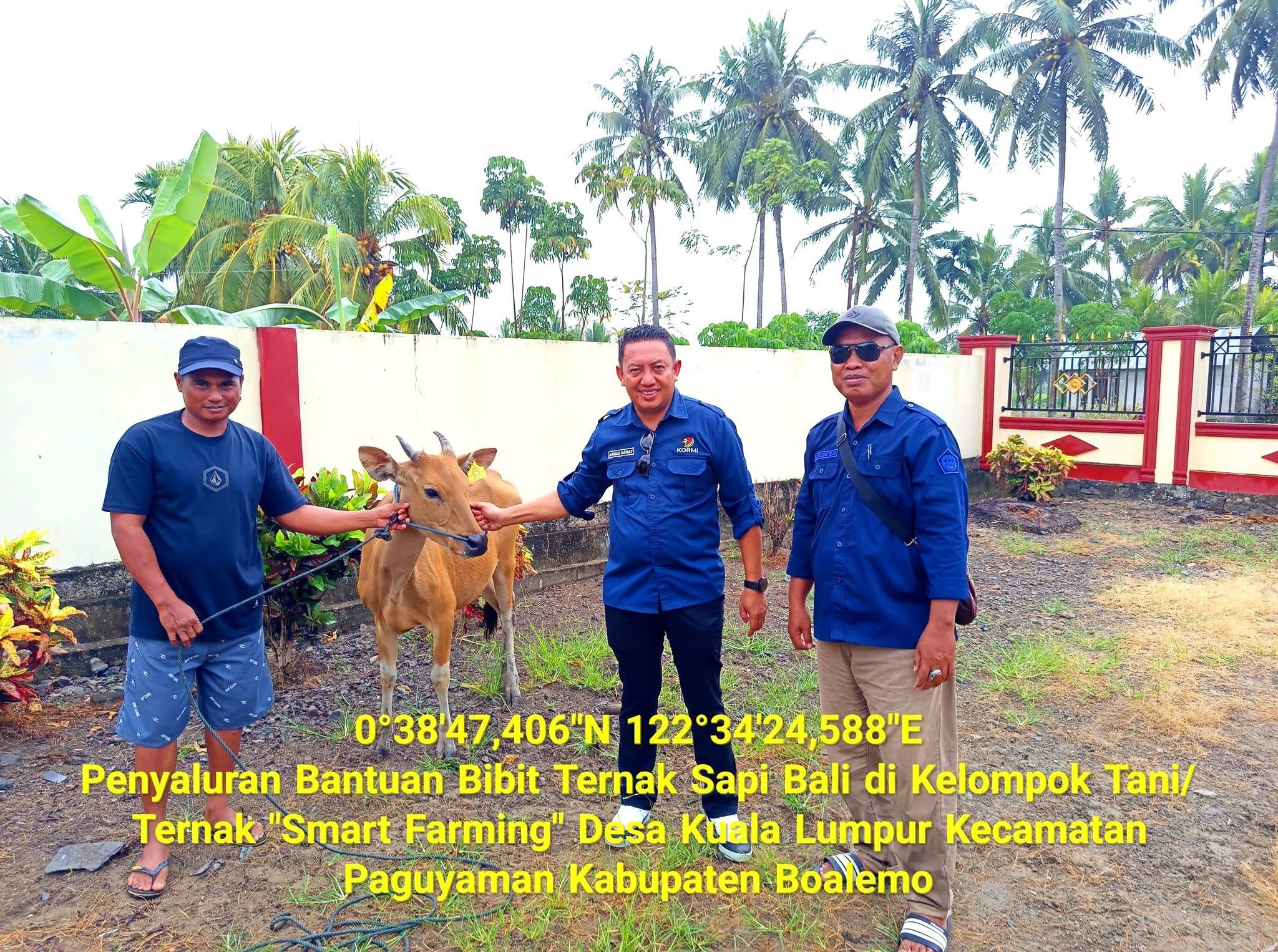 pemkab-boalemo-salurkan-bantuan-10-ekor-bibit-sapi-bali-untuk-kelompok-ternak-di-paguyaman